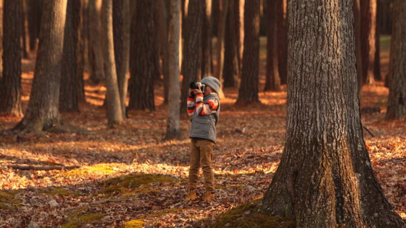 世界で一番高い木とは！？木が成長できる限界と”水”との関係性を紹介！