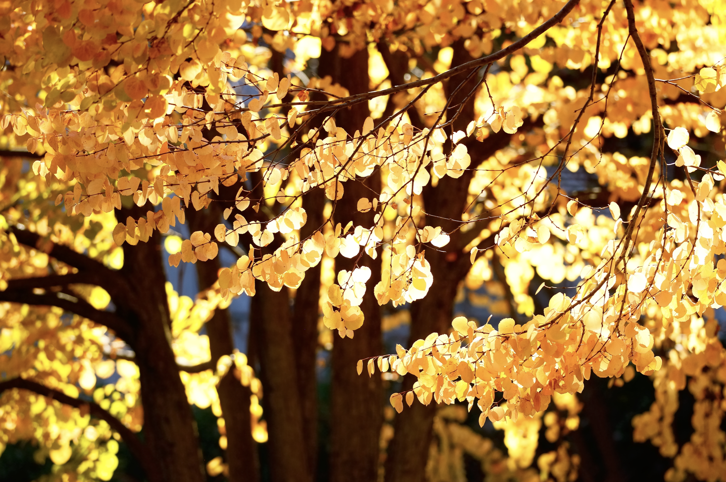 桂並木の紅葉名所５選 京都葵祭りに代表されるカツラ紅葉の歴史と魅力を紹介 Woodyニュース