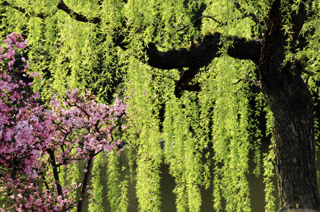 まとめ 日本の四季を告げる ヤナギ 柳 の特徴と種類を一挙紹介 Woodyニュース