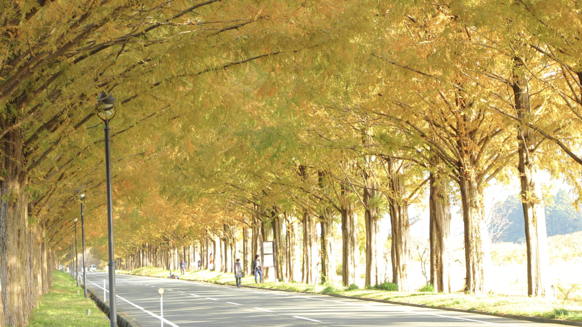 メタセコイア並木で有名な滋賀マキノ高原の魅力を紹介！日本紅葉の名所100選に選ばれる秋の絶景をさらに楽しめる歴史を解説！