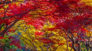 ケヤキは木によってなぜ紅葉の色が違うのか。良いケヤキの見極め方を紹介！