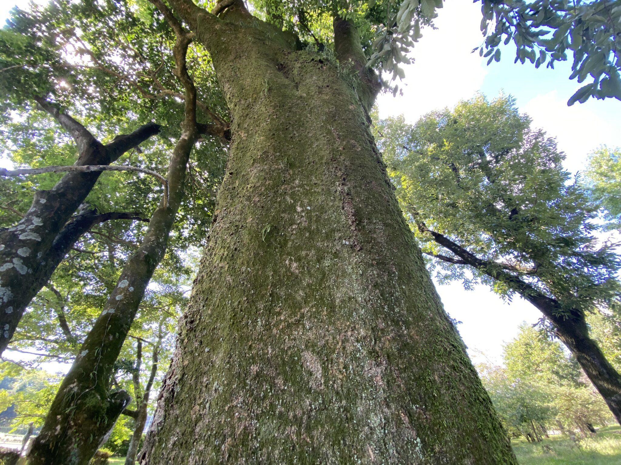 エノキ(榎)の紅葉の魅力と歴史を紹介!なぜ漢字に”夏”の季語が使われているのか? | 【林業】株式会社あしだ(公式)