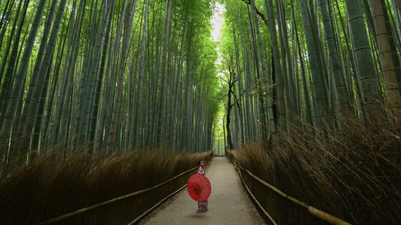 竹は草か木かどっち！？知っておきたい竹の特徴と魅力を紹介！