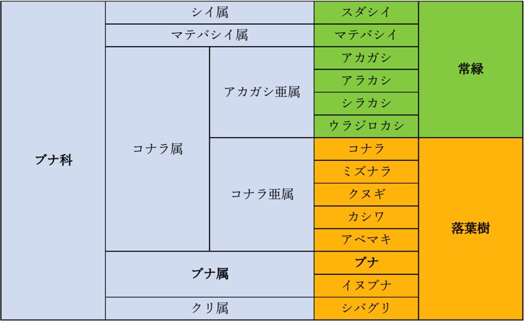 まとめ 押さえておきたい樹木の名前と種類の覚え方を紹介 広葉樹編 Woodyニュース