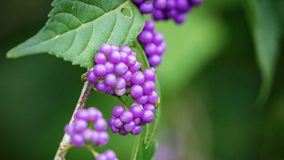 ムラサキシキブ(紫式部)の木とは！？名前の由来と紫色の実の魅力を紹介！