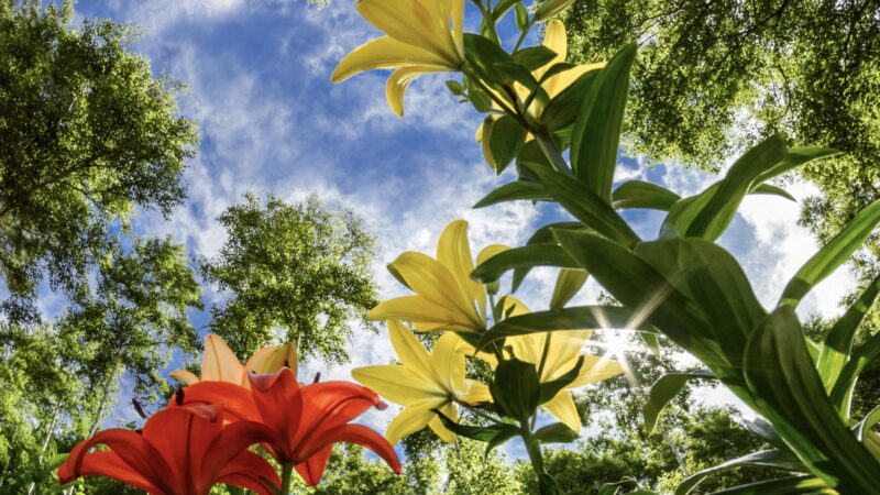 植物は黄金比によって全て成り立っている！？自然界に潜む不思議な数列とは