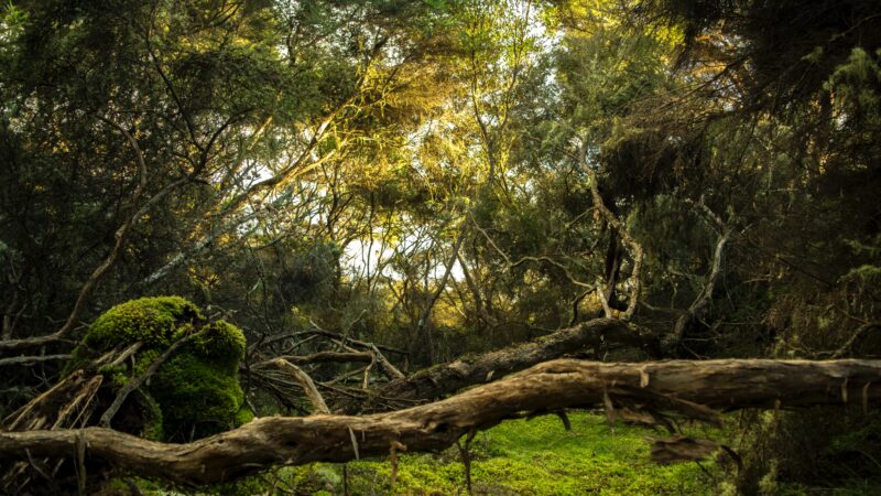 雑木林の定義とは？需要が高まっている雑木林の歴史と今後について