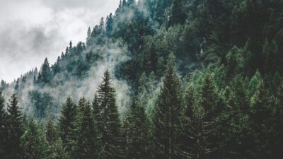 2024年から本格的に始まる「森林環境税」とは！？