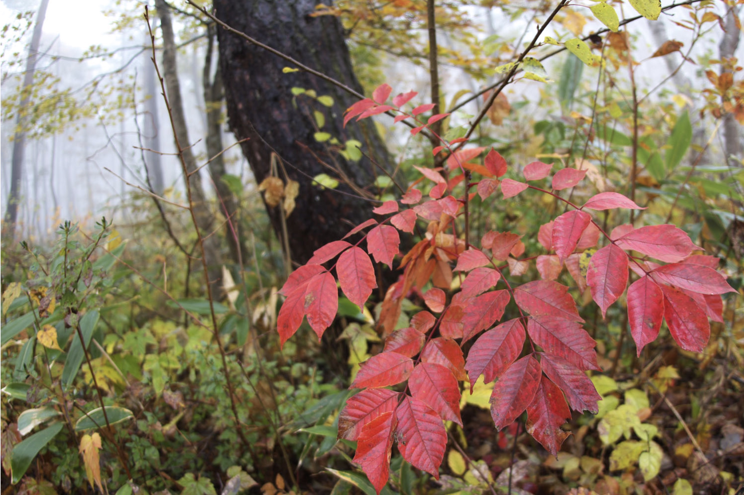 かぶれに注意!紅葉が美しいウルシ科の特徴と見分け方を紹介! | Woodyニュース