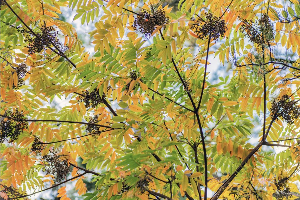 うるし 見分け方 – 漆塗りとは 分かりやすく – MKALL