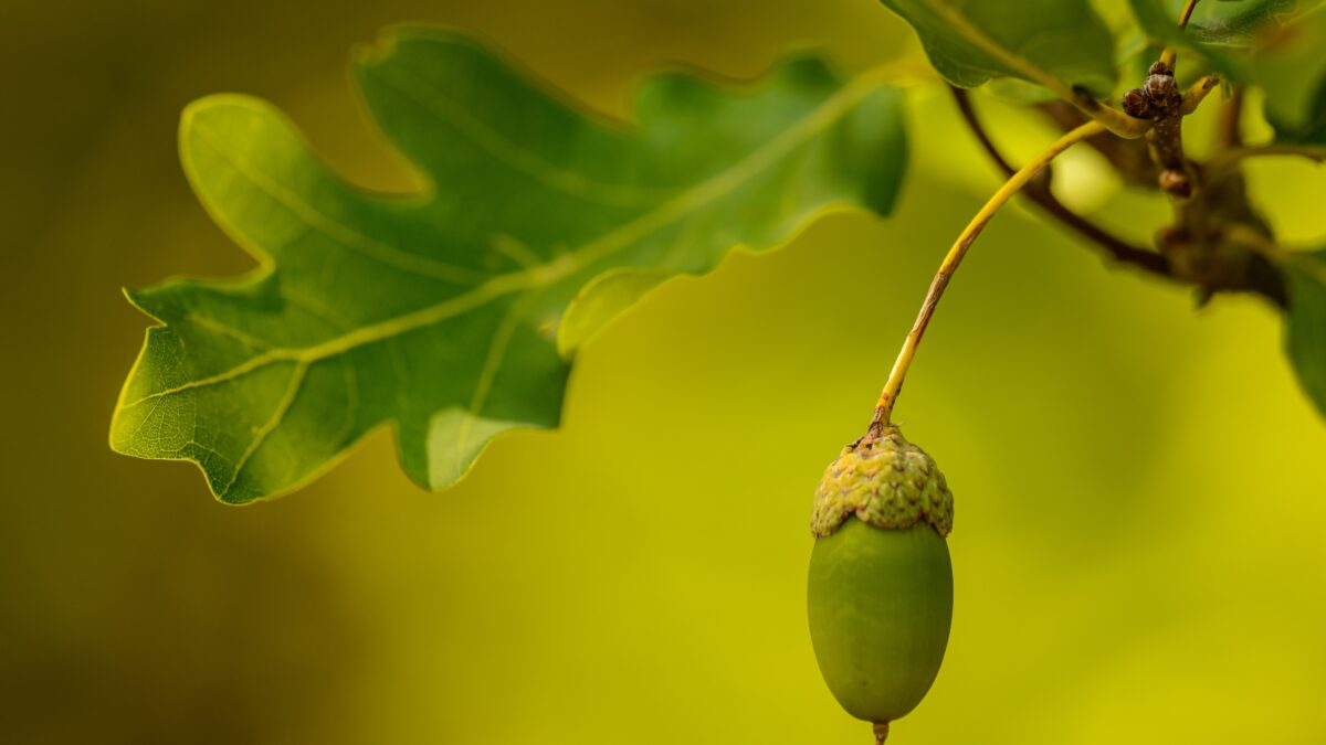 [まとめ]ドングリの木の種類を網羅的に紹介します！
