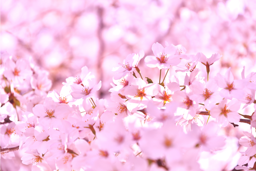 まとめ 日本のシンボル 桜 サクラ の種類と見分け方を紹介 Woodyニュース