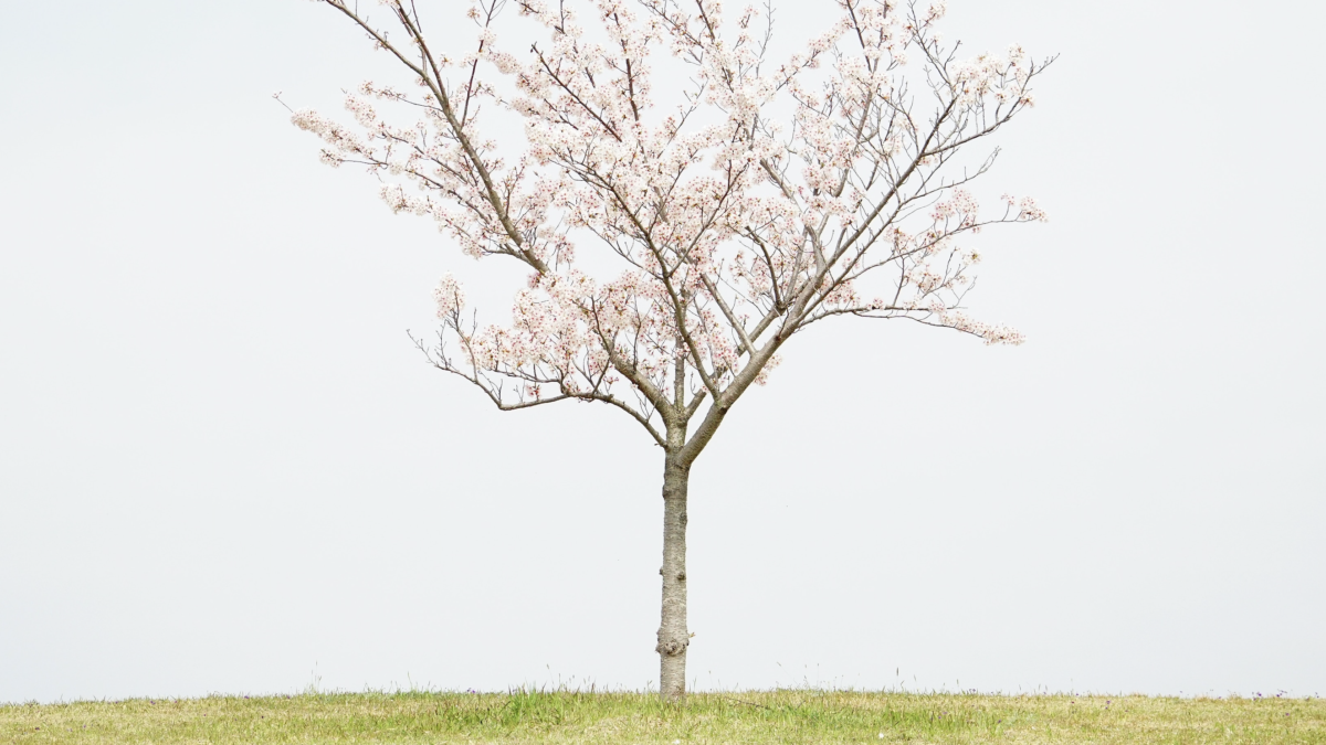 樹齢800年を超える日本の”一本桜”の名所3選！