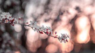 春の花見は桜より梅が人気だった！？桜の歴史をまとめて紹介！
