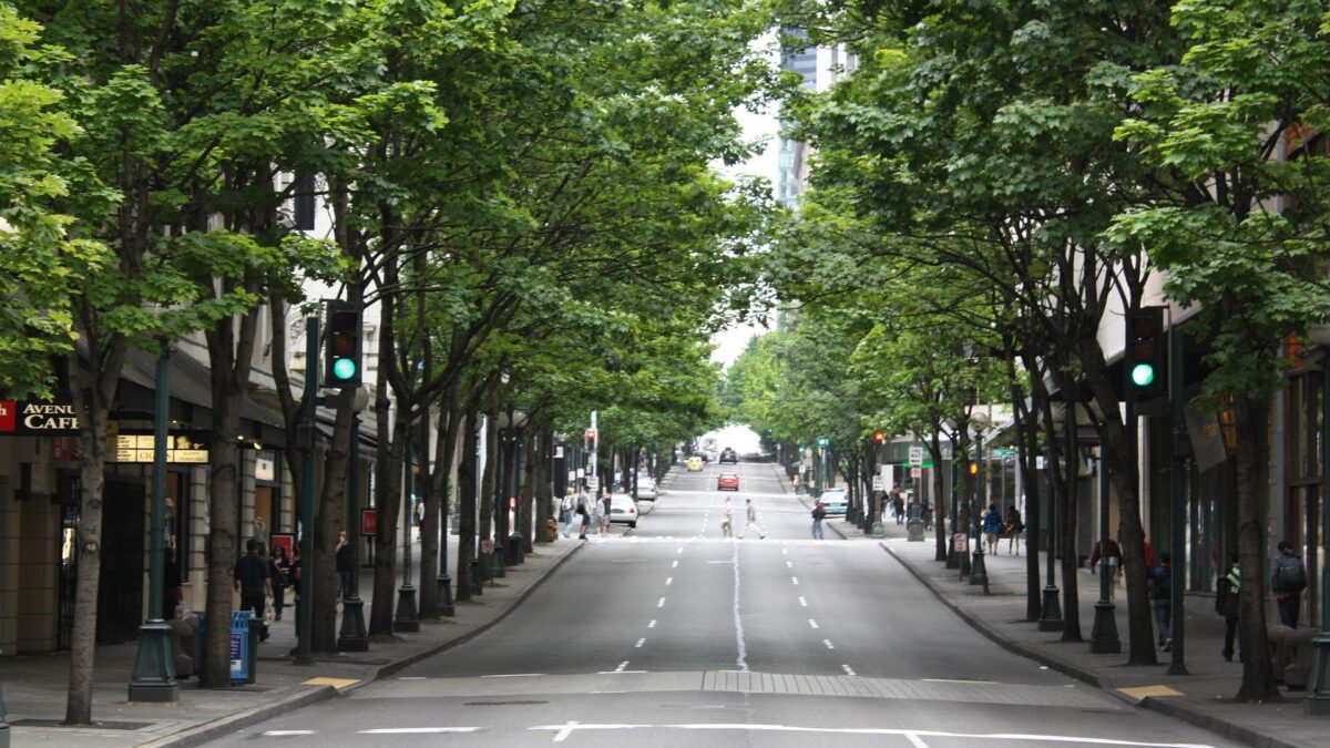 街路樹の種類と役割を紹介！なぜ落葉樹が植えられているのか！？
