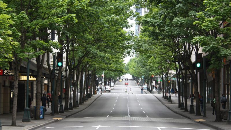 街路樹の種類と役割を紹介！なぜ落葉樹が植えられているのか！？