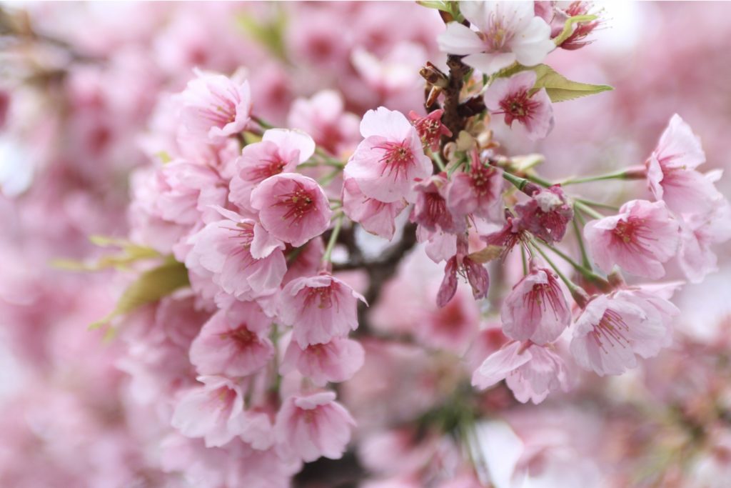 まとめ 日本のシンボル 桜 サクラ の種類と見分け方を紹介 Woodyニュース