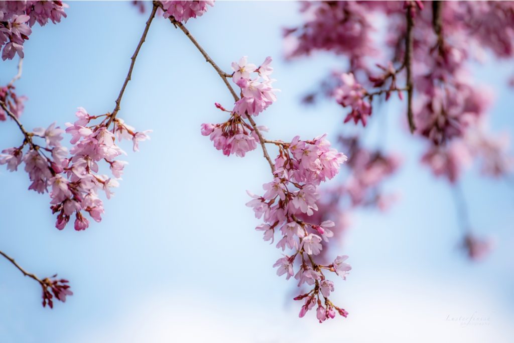 まとめ 日本のシンボル 桜 サクラ の種類と見分け方を紹介 Woodyニュース