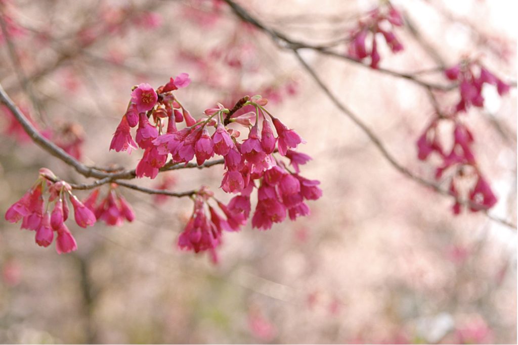 まとめ 日本のシンボル 桜 サクラ の種類と見分け方を紹介 Woodyニュース