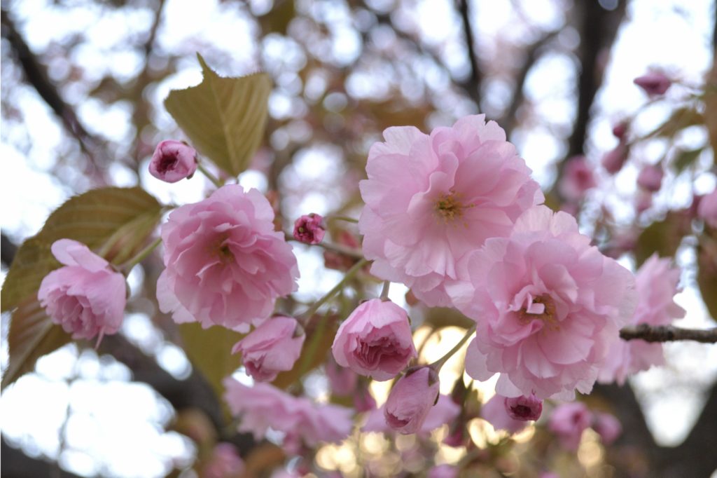 まとめ 日本のシンボル 桜 サクラ の種類と見分け方を紹介 Woodyニュース