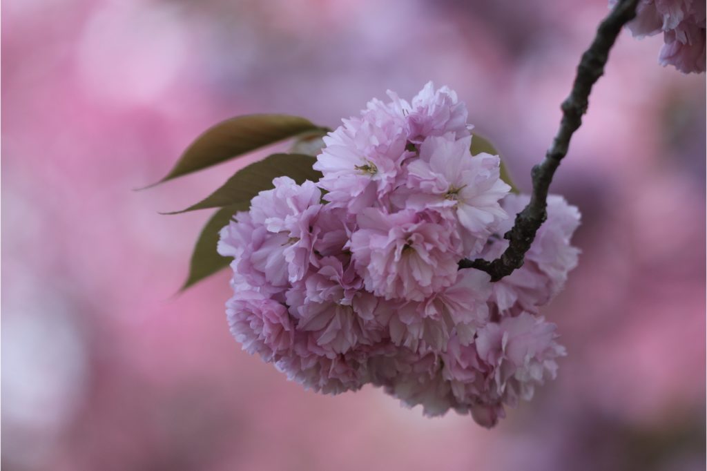 まとめ 日本のシンボル 桜 サクラ の種類と見分け方を紹介 Woodyニュース