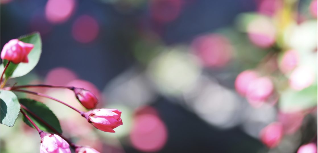 春の花木 バラ科 の特徴を紹介 ウメ ボケ ハナモモ カイドウを見分ける方法とは Woodyニュース