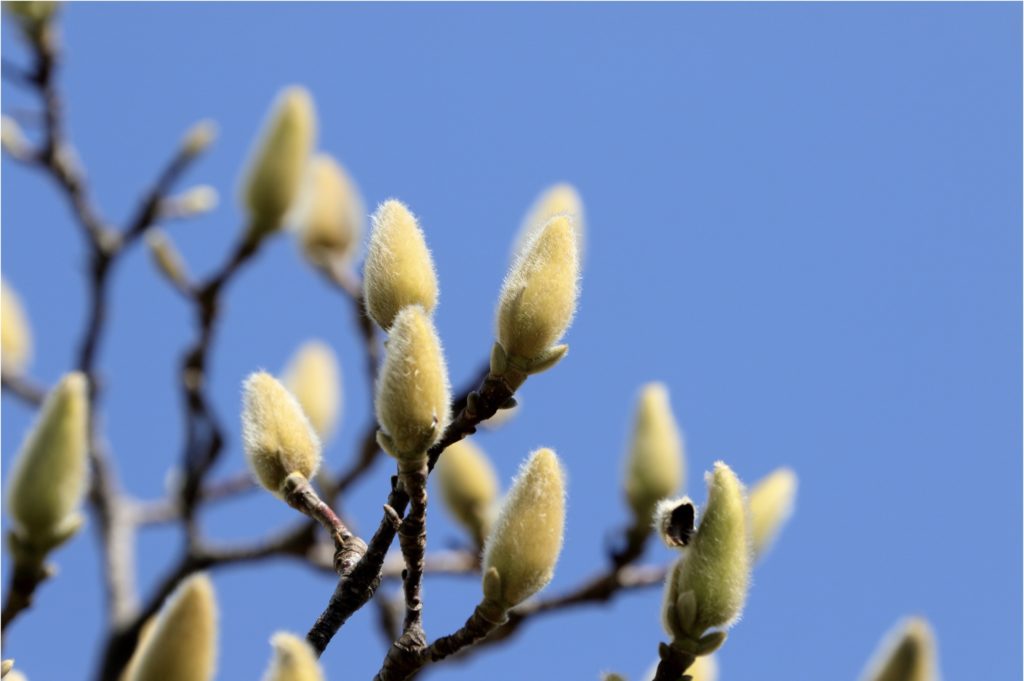 春の花木 モクレン科 の特徴を紹介 ハクモクレン コブシ タイサンボク ホオノキを見分ける方法とは Woodyニュース