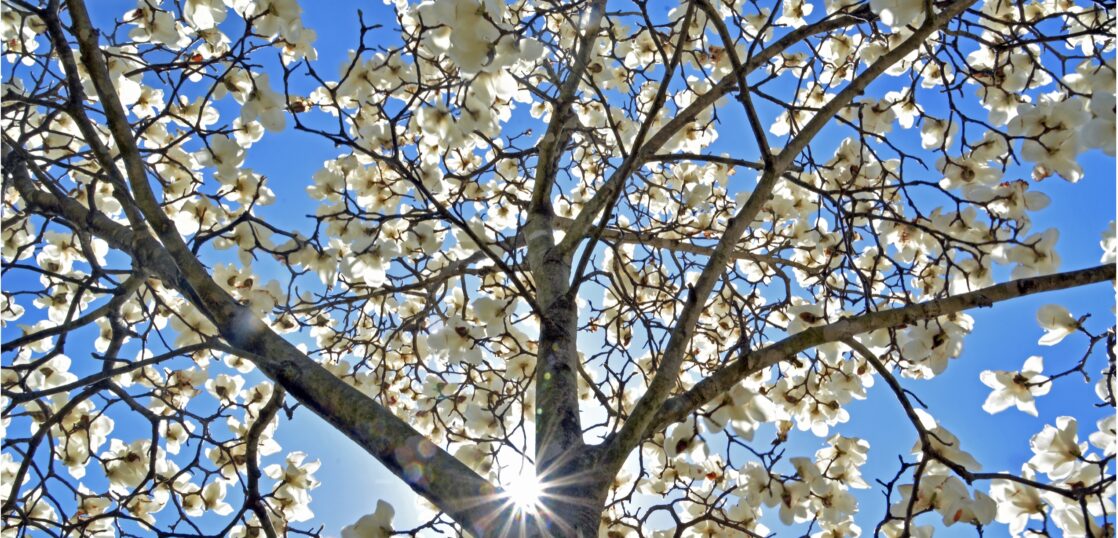 春の花木 モクレン科 の特徴を紹介 ハクモクレン コブシ タイサンボク ホオノキを見分ける方法とは Woodyニュース