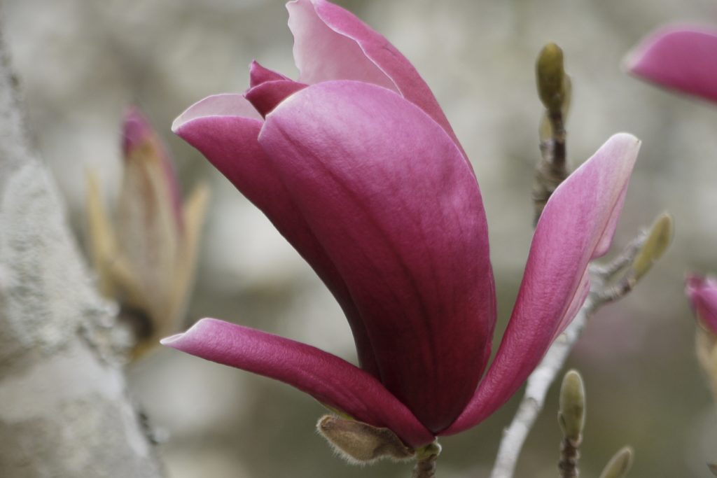 春の花木 モクレン科 の特徴を紹介 ハクモクレン コブシ タイサンボク ホオノキを見分ける方法とは Woodyニュース