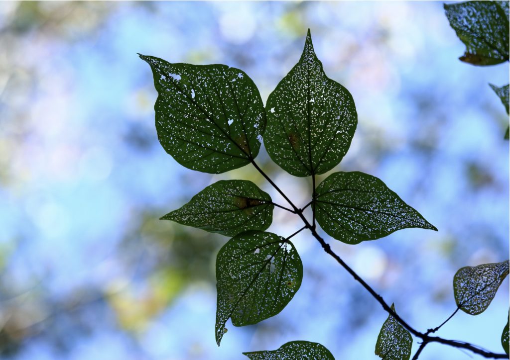ヒサギ Japaneseclass Jp