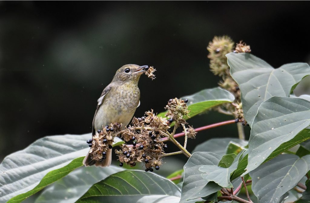 木 きへん に 春 夏 秋 冬 の四季の樹木まとめ 椿 榎 楸 柊の漢字の歴史を紹介 Woodyニュース