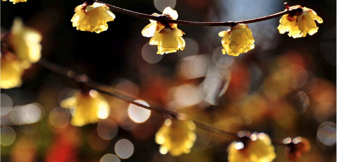 珍しい花の形が特徴の 春の花木 を紹介 サンシュユ ロウバイ トサミズキ ミツマタを見分ける方法とは Woodyニュース