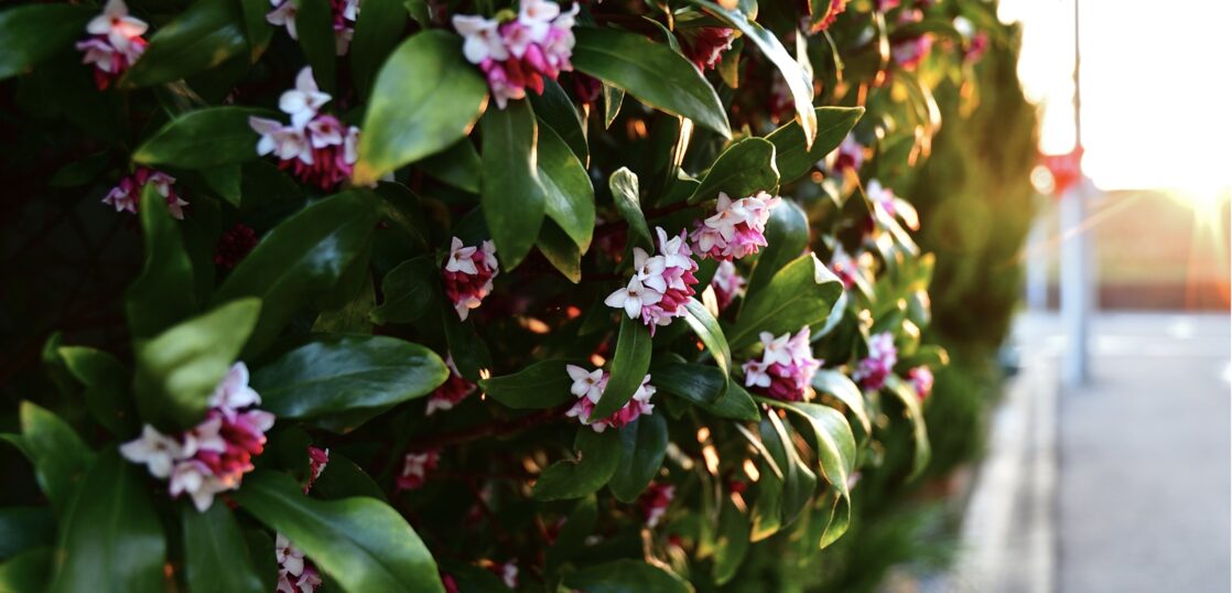 庭木として人気のある 春の花木 はどれ ジンチョウゲ アセビ ハナミズキ ハナズオウの見分け方を紹介 Woodyニュース