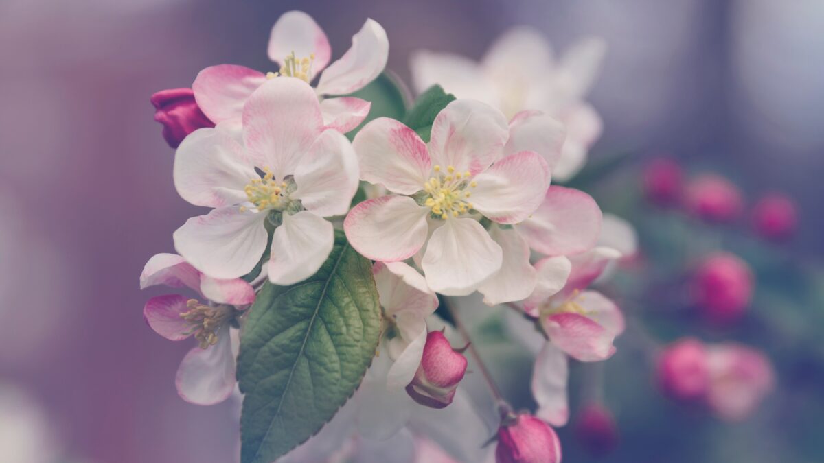 [まとめ]日本のシンボル”桜(サクラ)”の種類と見分け方を紹介！