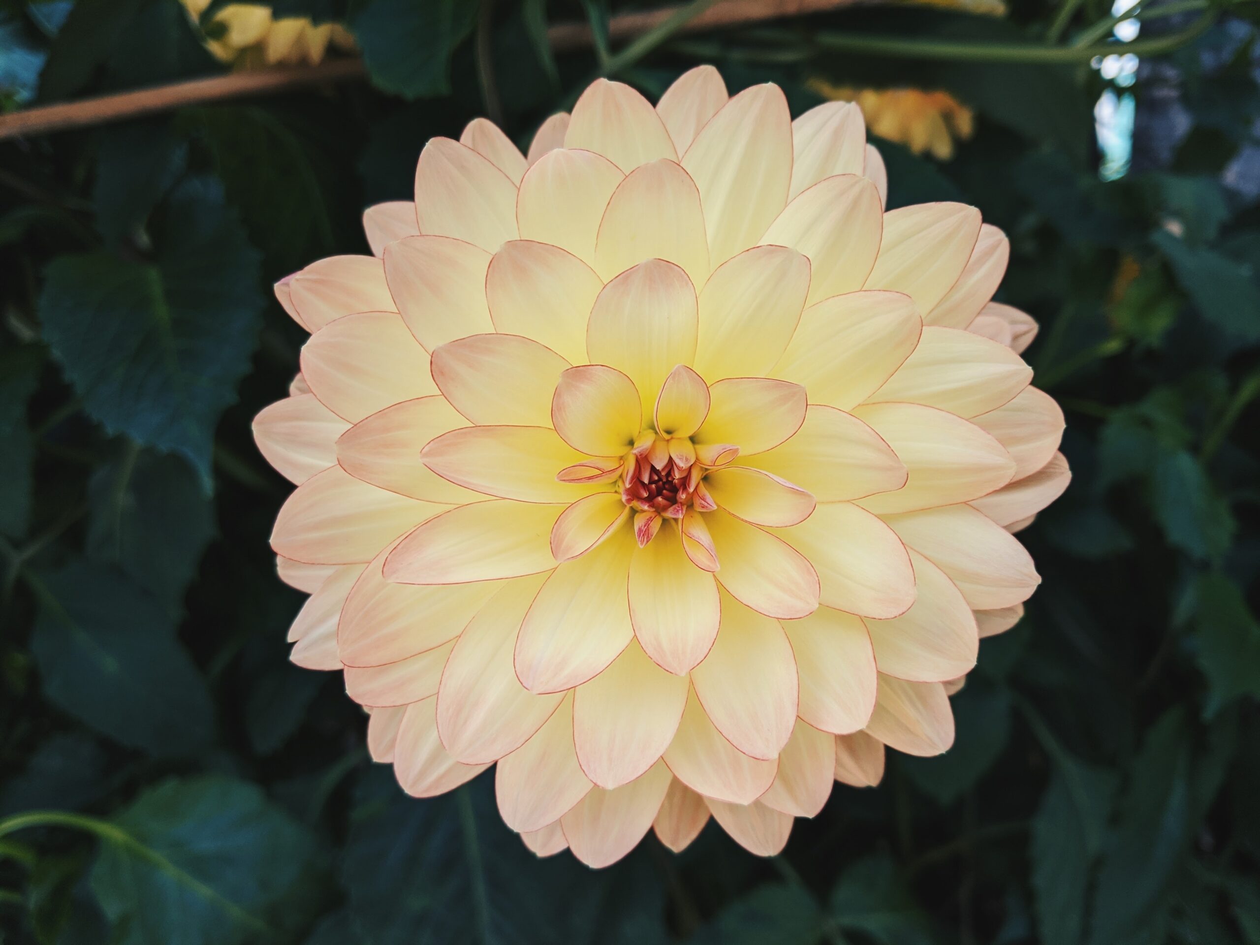 ■植木３点　ミツバツツジ・ハナモモ・カイドウザクラ note-thanun-46f8NRgRrOM-