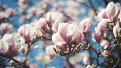 春の花木”モクレン科”の特徴を紹介！ハクモクレン・コブシ・タイサンボク・ホオノキを見分ける方法とは！？