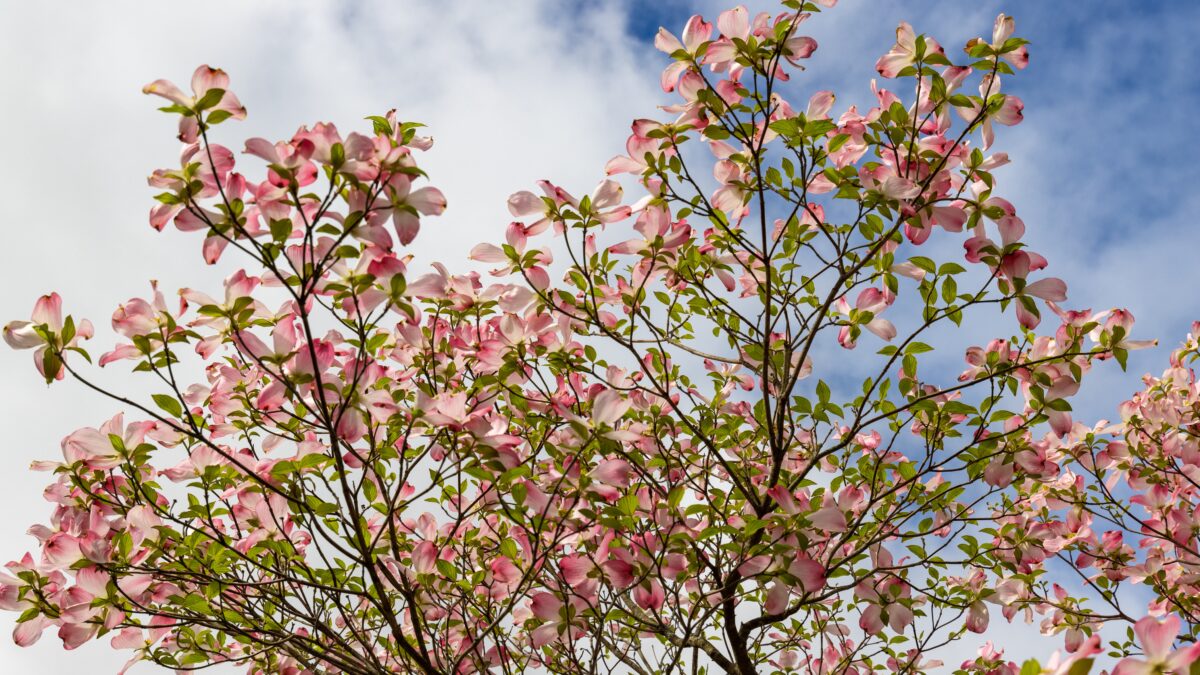 庭木として人気のある”春の花木”はどれ！？ジンチョウゲ・アセビ・ハナミズキ・ハナズオウの見分け方を紹介！
