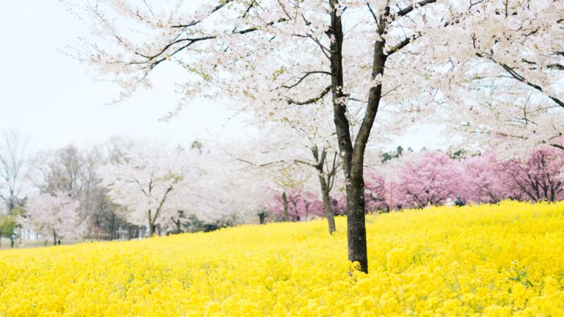 一度は花見で訪れたい”桜”の絶景スポット5選！桜の見頃や見どころを紹介！