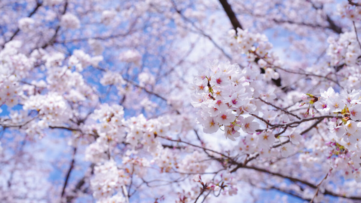 ”葉”や”樹皮”で街路樹を見分けよう！ソメイヨシノ・シダレヤナギ・ユリノキ編