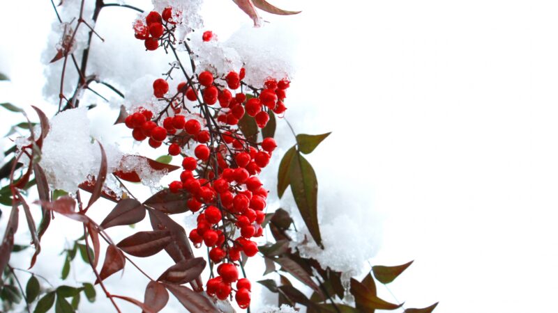 のど飴に用いられる”南天(ナンテン)の木”の特徴を紹介！正月に飾る縁起の良い赤い実とは！？
