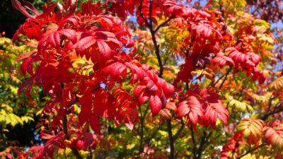 紅葉が美しい「ナナカマド」の”実”や”花木”の魅力を紹介！