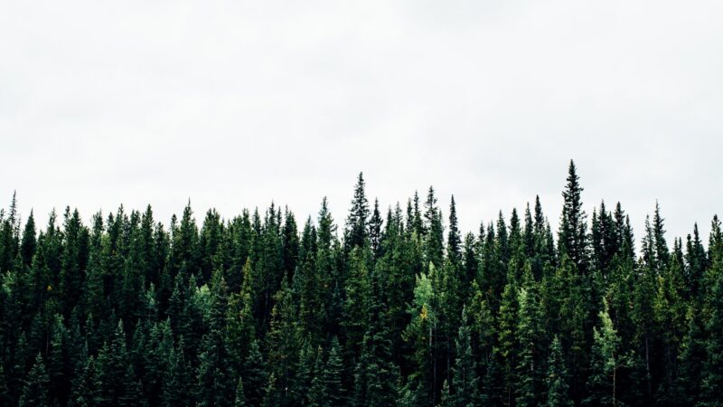 ”熱帯雨林”と”タイガ”の違いを紹介！二酸化炭素の吸収に適した森林とは！？