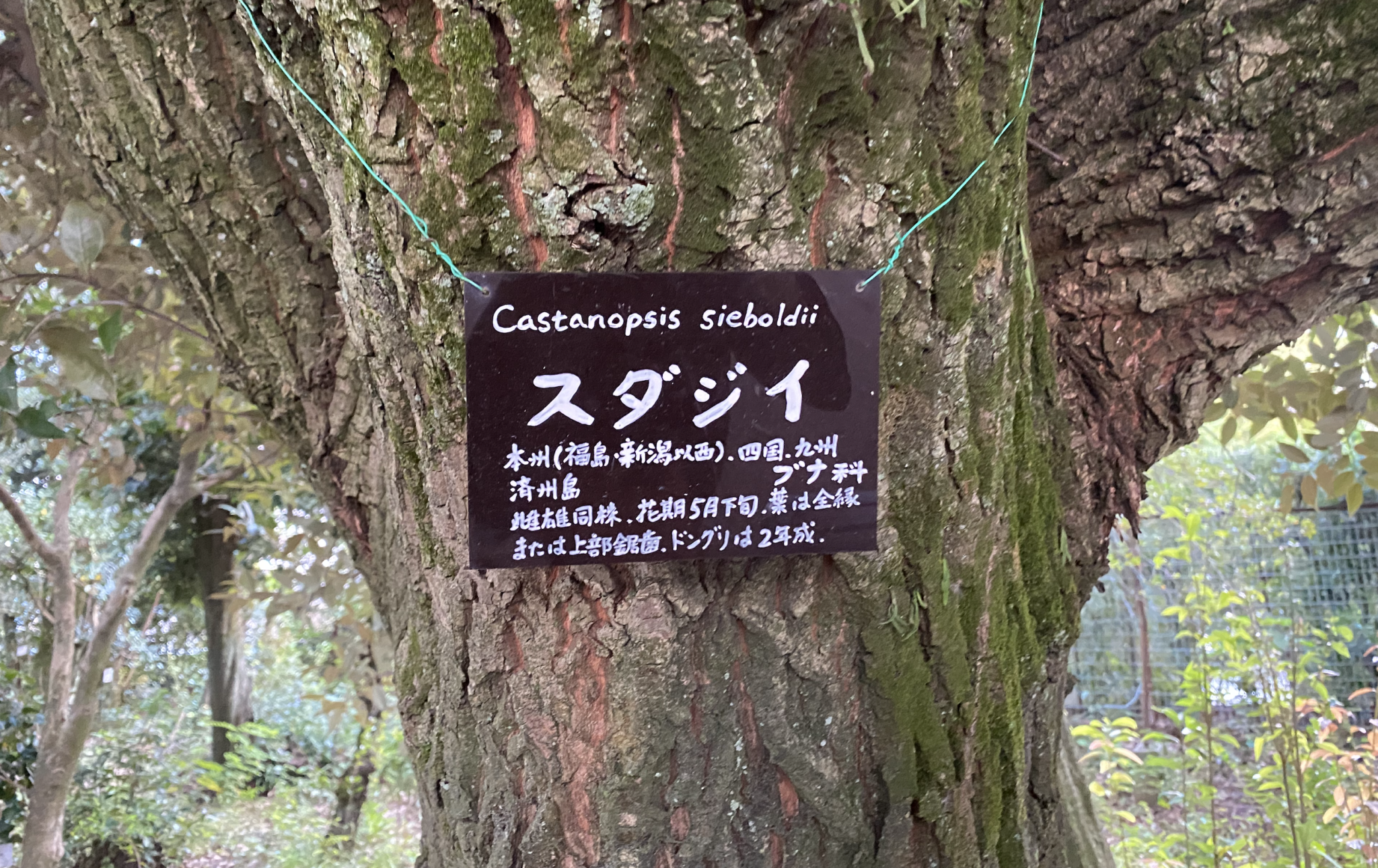 公園でよく見かける”常緑高木”を紹介!シイ・シラカシ・アラカシ・ウベメガシを見分ける方法とは!? | 【林業】株式会社あしだ(公式)