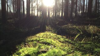 二酸化炭素の削減に貢献する”森林”と”土壌”の役割と関係性を紹介！