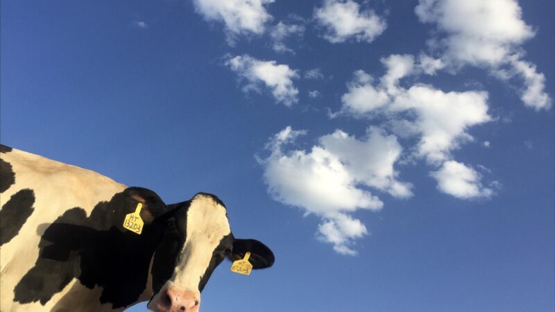 牛のゲップと地球温暖化の因果関係を紹介！森林がメタンガスを吸収する！？