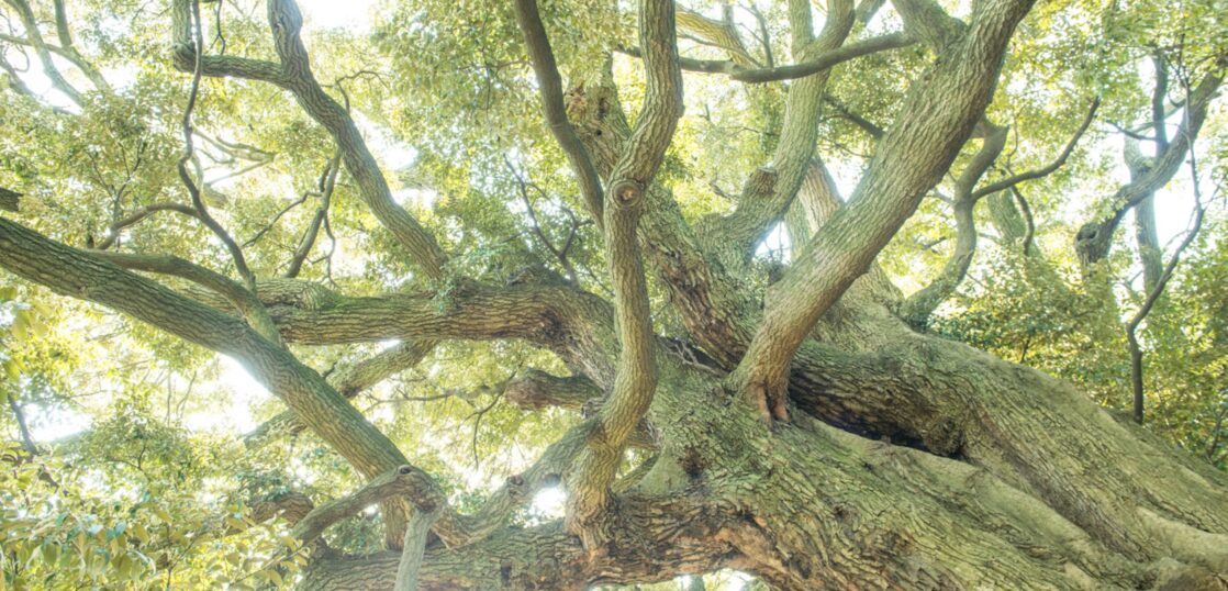 公園でよく見かける 常緑高木 を紹介 シイ シラカシ アラカシ ウベメガシを見分ける方法とは Woodyニュース