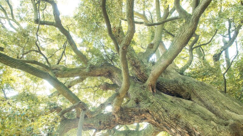 公園でよく見かける”常緑高木”を紹介！シイ・シラカシ・アラカシ・ウベメガシを見分ける方法とは！？