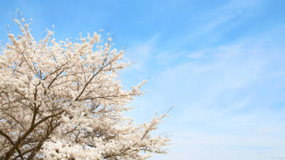 一度は花見で訪れたい”桜”の絶景スポット5選！桜の見頃や見どころを紹介！