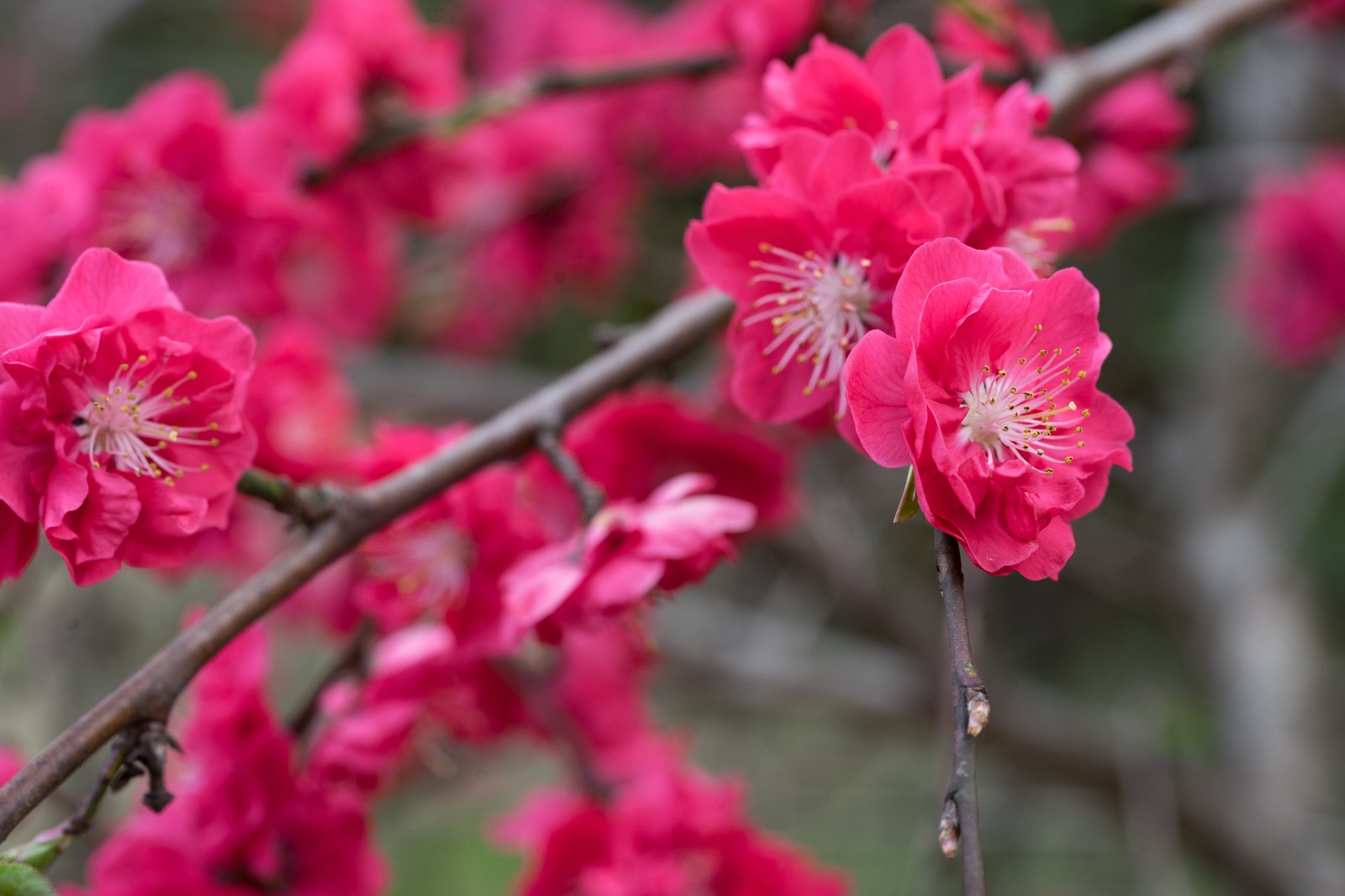 春の花木 バラ科 の特徴を紹介 ウメ ボケ ハナモモ カイドウを見分ける方法とは Woodyニュース