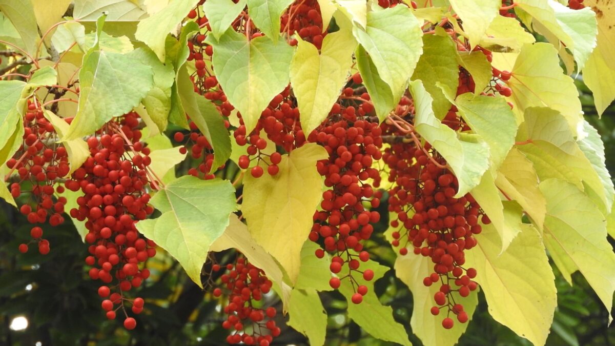 美しい赤い実をつけるイイギリの魅力を紹介！ナンテン(南天)との共通点と違いとは！？